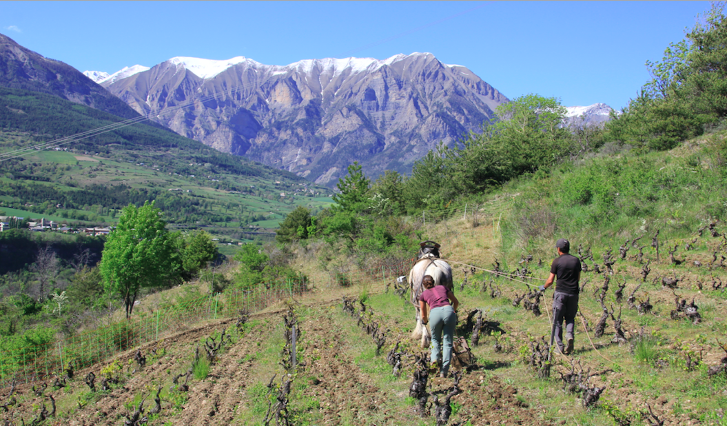 Cheval de traie Les Raisins suspendus