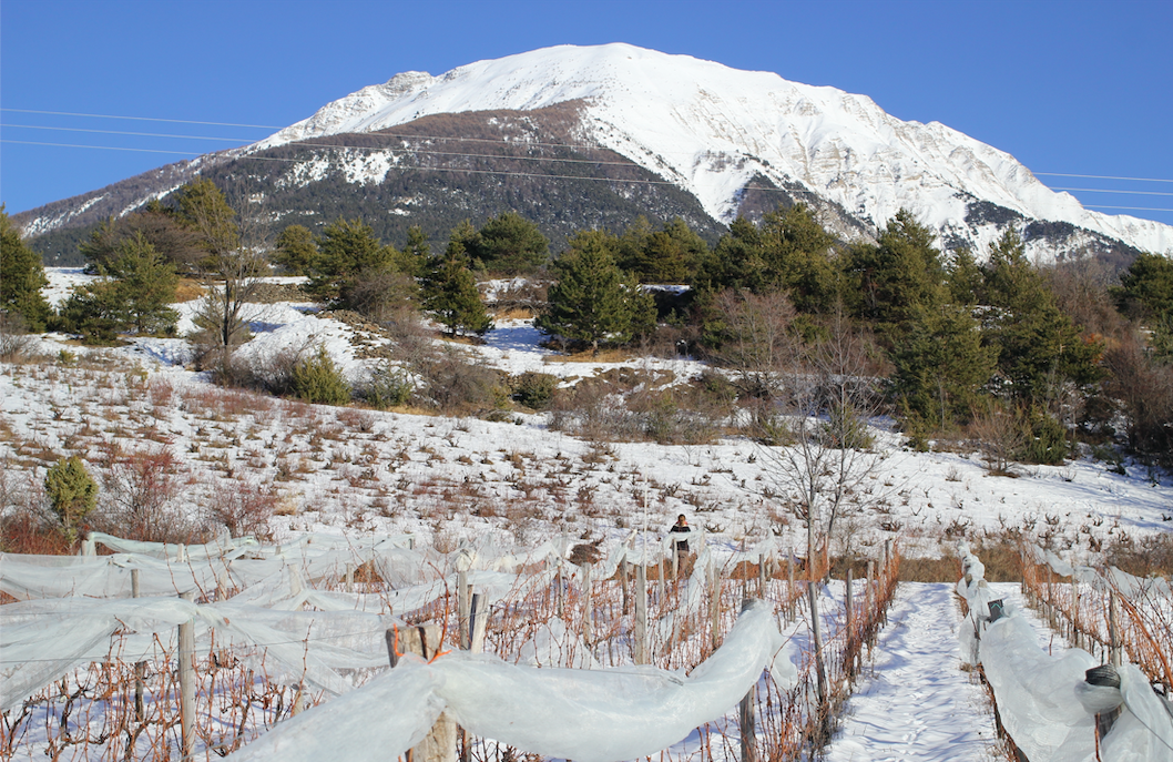 Les Raisins Suspendus sous la neige