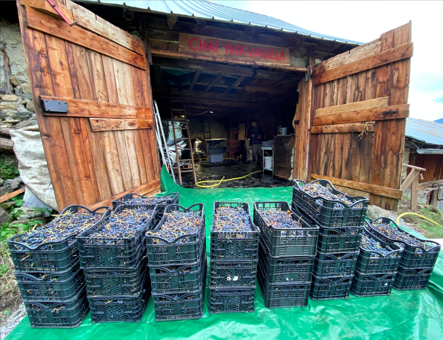 Vendanges Les Raisins Suspendus